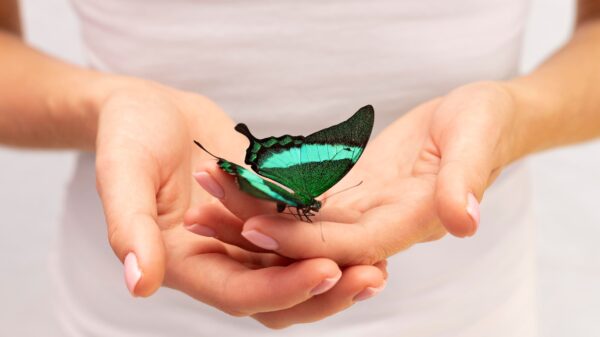 Waarom We Onszelf Saboteren: De Systemische Wortels van Verandering